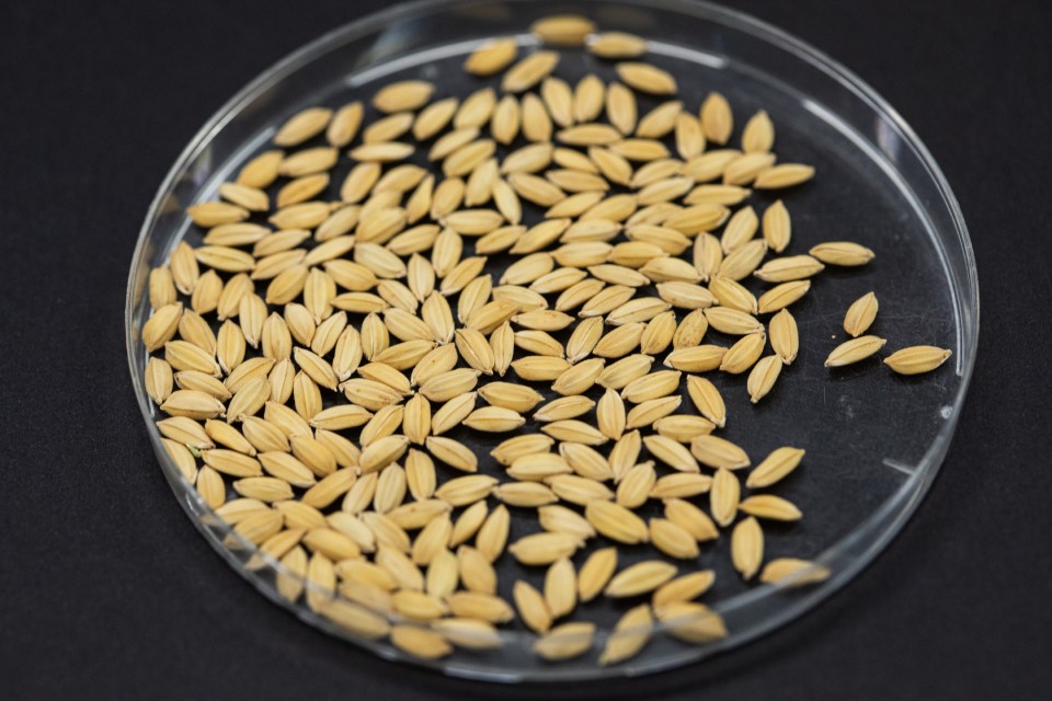 Seed Production Seed Production