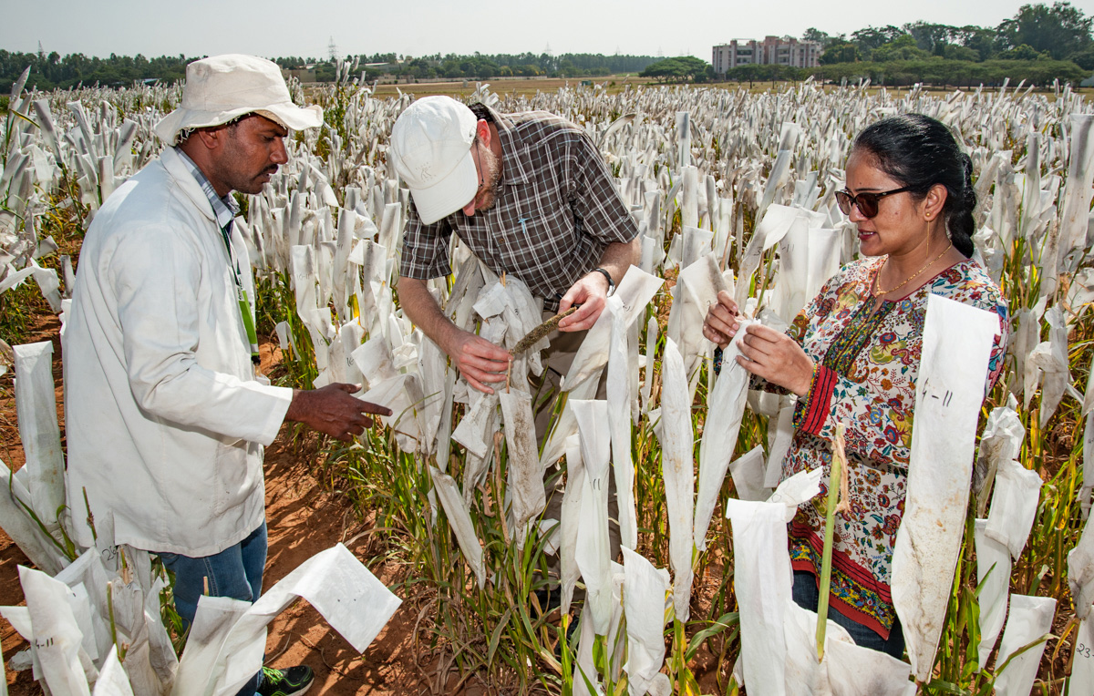 CGIAR breeding programs need more than just tech upgrades. They need change management