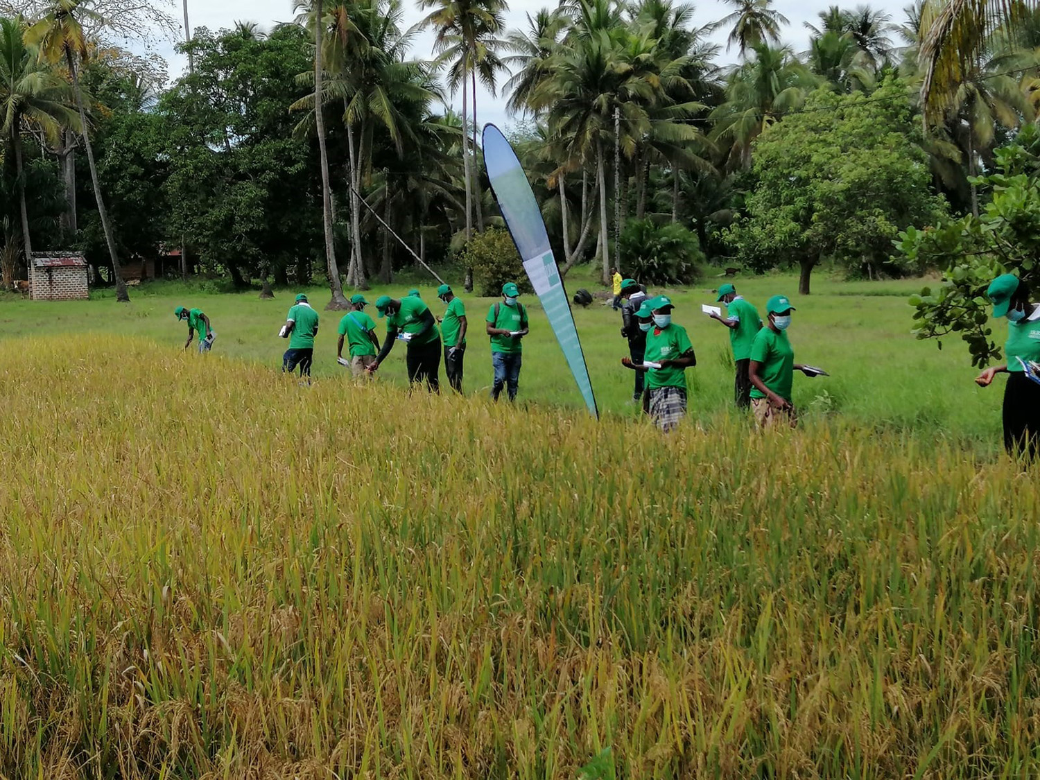 Farmers, seed producers, crop breeders validate and identify suitable rice seed varieties ...