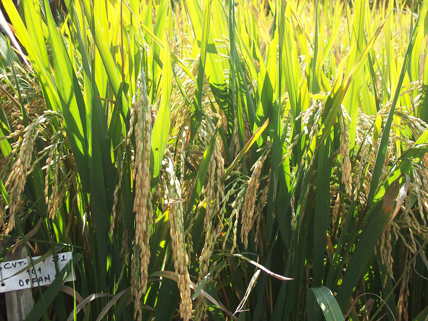 Nepal releases seven new and improved rice varieties to increase domestic rice production