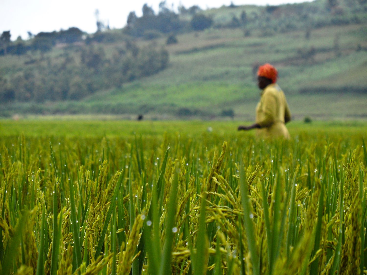 IRRI and AfricaRice team awarded prestigious Milken-Motsepe Prize for rice varieties that can survive floods