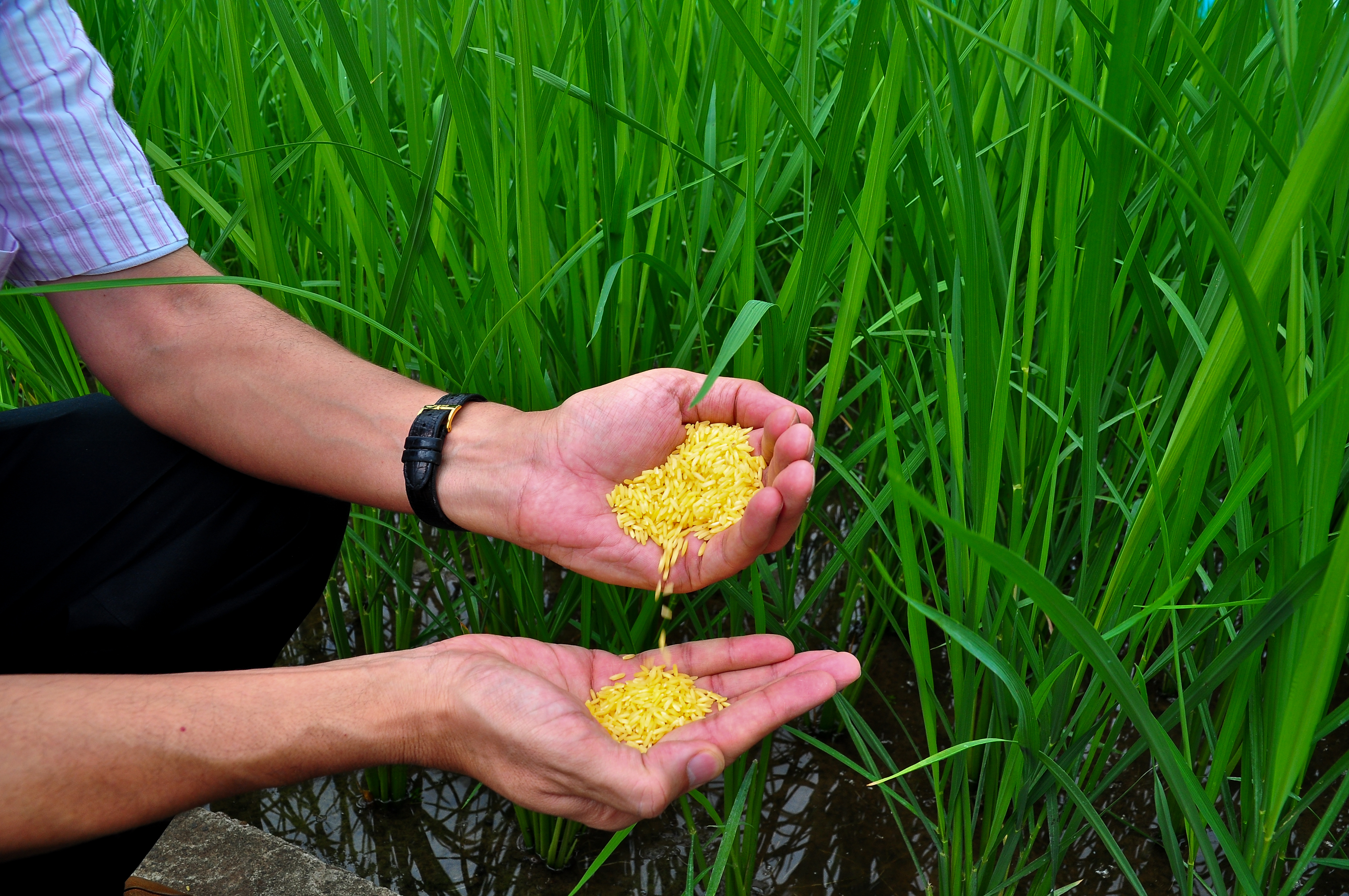 Golden Rice meets food safety standards in three global leading regulatory agencies