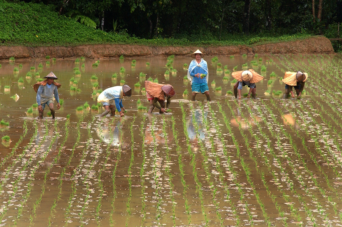 What the COVID-19 led Global Economic Recession could mean for Rice-Based Food Security in Asia